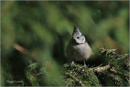 <p>SÝKORA PARUKÁŘKA - Šluknovsko - okolí Jiříkova (Lophophanes cristatus) ---- /Crested tit - Haubenmeise/</p>